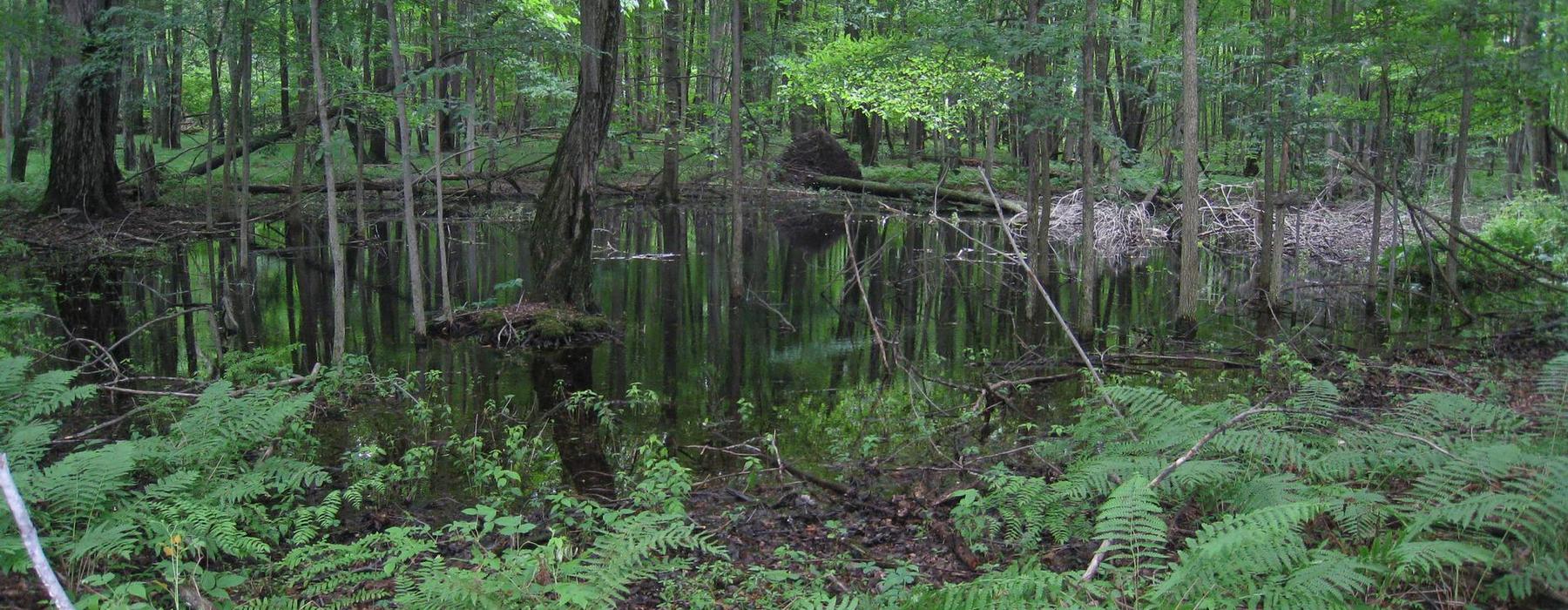 Encourage vernal pool conservation through local and state measures